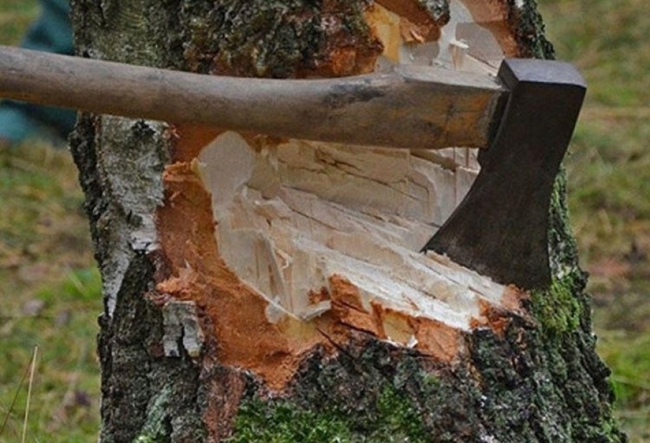 Qanunsuz ağackəsmə faktları&nbsp;aşkarlanıb