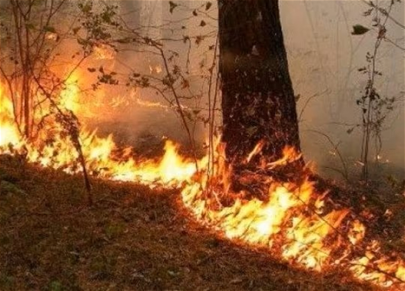 Ucarda açıq ərazidə yanğın olub