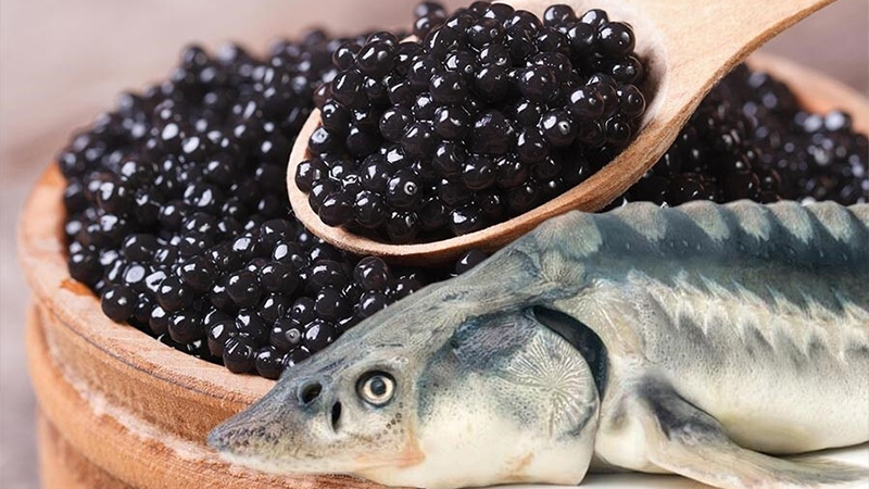 Азербайджан в прошлом году экспортировал около 1 тонны икры