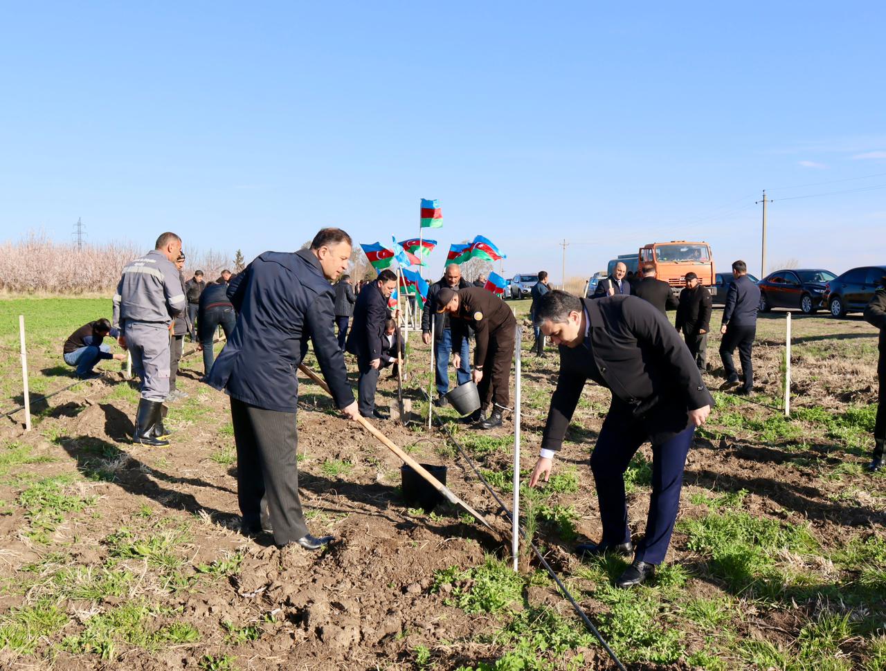 Samuxda bayramda&nbsp;ağac əkdilər - FOTOLAR