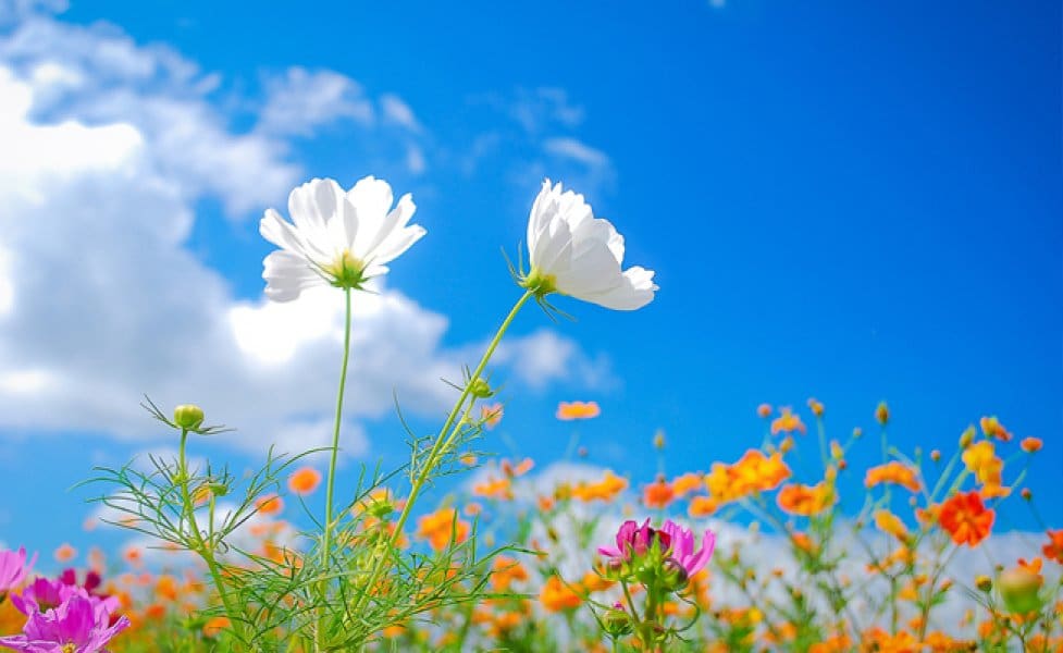 Tomorrow 15 degrees warm EXPECTED