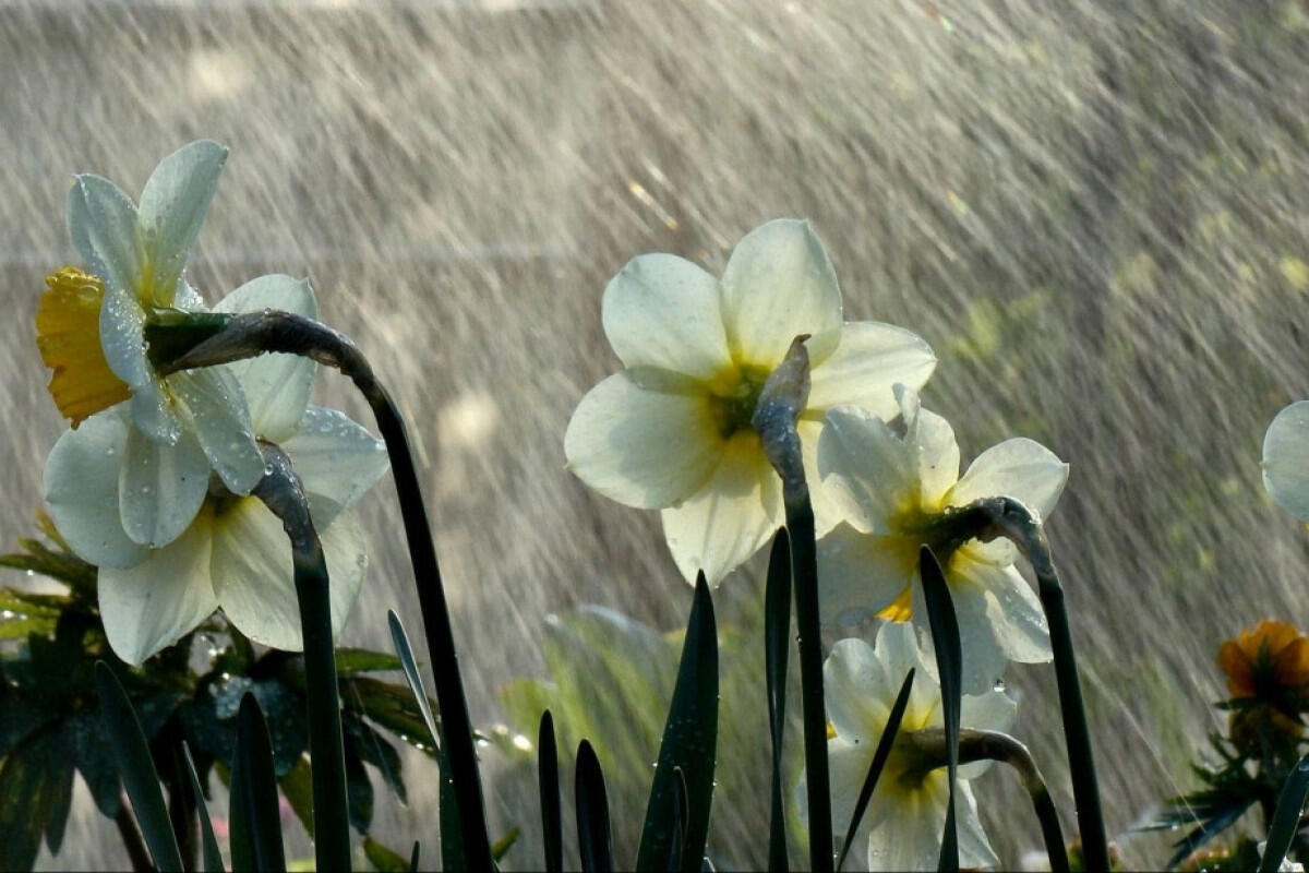 Bayram günü leysan olacaq, qar yağacaq, sel keçəcək -&nbsp;XƏBƏRDARLIQ