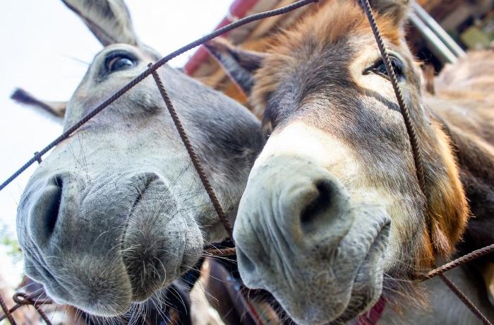 Ən çox&nbsp;və az eşşəyi olan rayonlar&nbsp;- SİYAHI