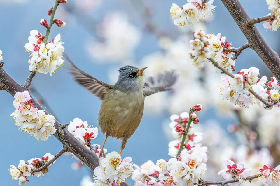 Azərbaycana yaz gəldi