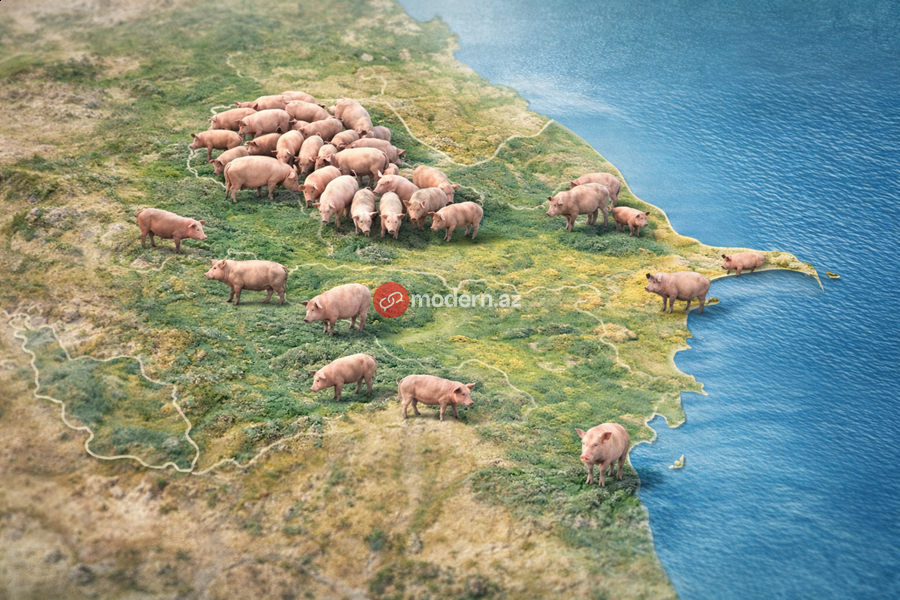 Azərbaycanda donuzlar&nbsp;çoxalır &ndash; Bölgələr üzrə RƏQƏMLƏR