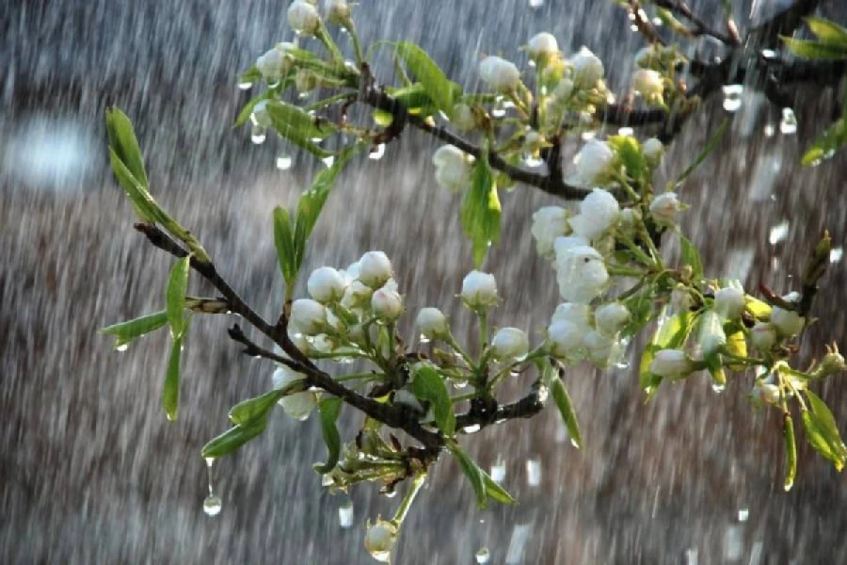 Yağıntılı hava davam edir - FAKTİKİ HAVA