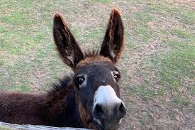 At və eşşəklərin sayı kəskin azalıb: Səbəb nədir? - VİDEO