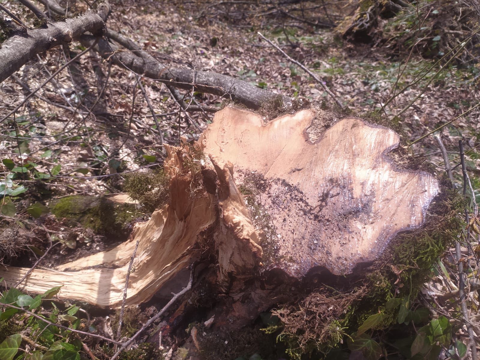 Ağacların kəsilməsinə görə cinayət işi açıldı