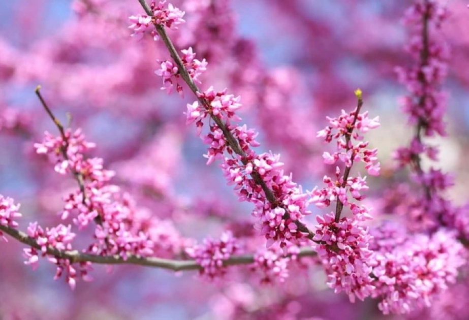 Aprelin ilk günü üçün hava proqnozu - 25 dərəcə isti...