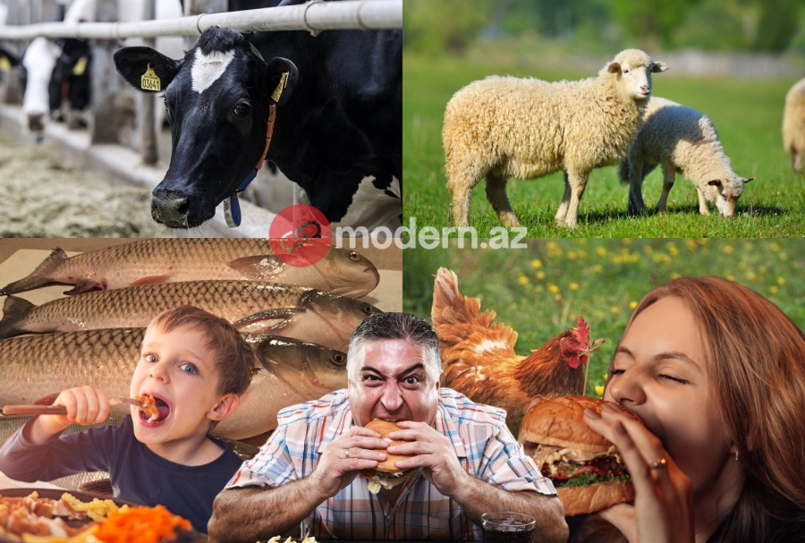 هر آذربایجانی در طول عمر خود ۴ گاو و ۳۵ گوسفند مصرف می‌کند - پژوهش