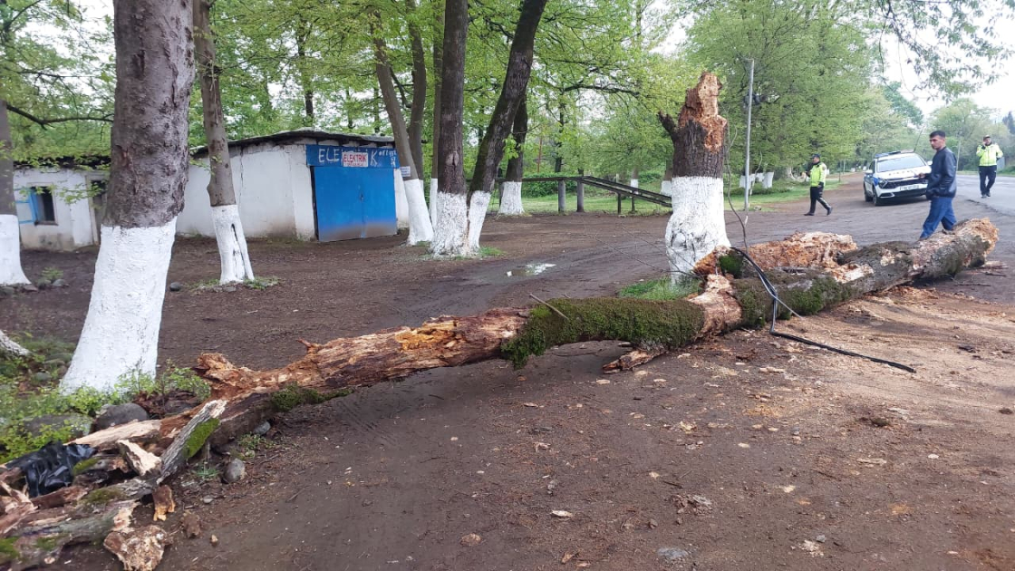 Maşının üstünə ağac aşdı: gəlin-qaynana xəsarət aldı