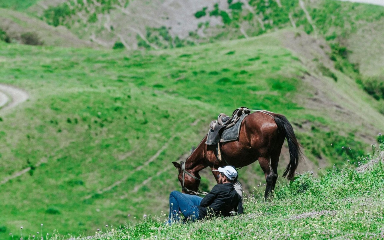 Livestock is allowed to be transported to free regions