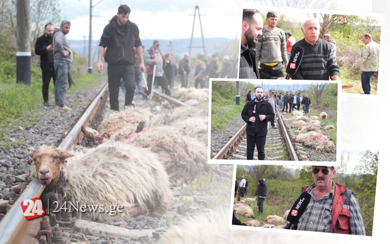Qatar azərbaycanlı çobanın 40-a yaxın qoyununu vurdu - VİDEO