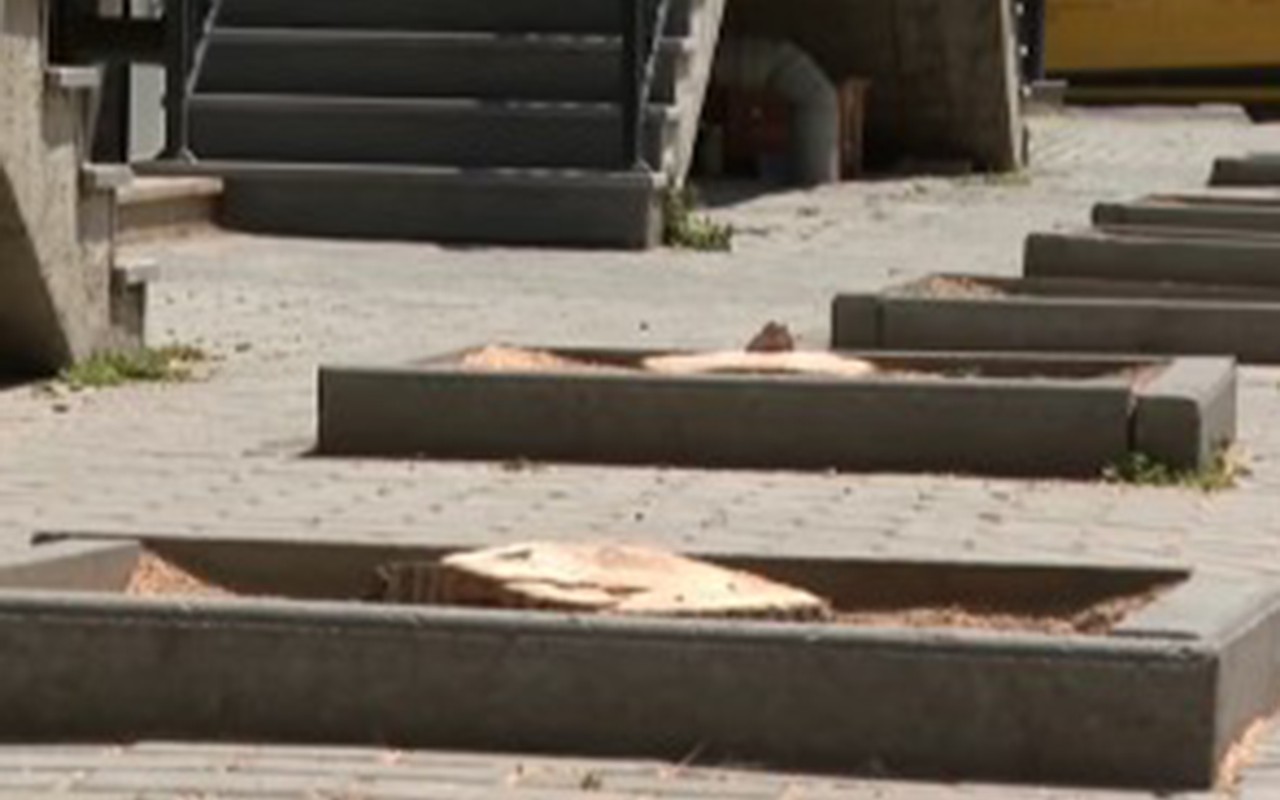 Bakının mərkəzində&nbsp;10-dan çox ağac kəsildi&nbsp;- Araşdırma başladı