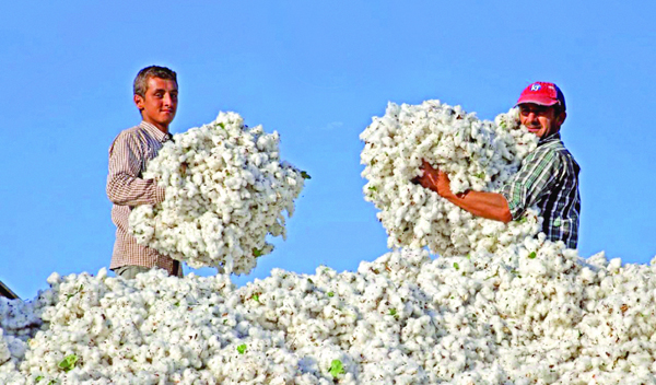 Ən çox pambıq harada istehsal olunur? - TOP 10