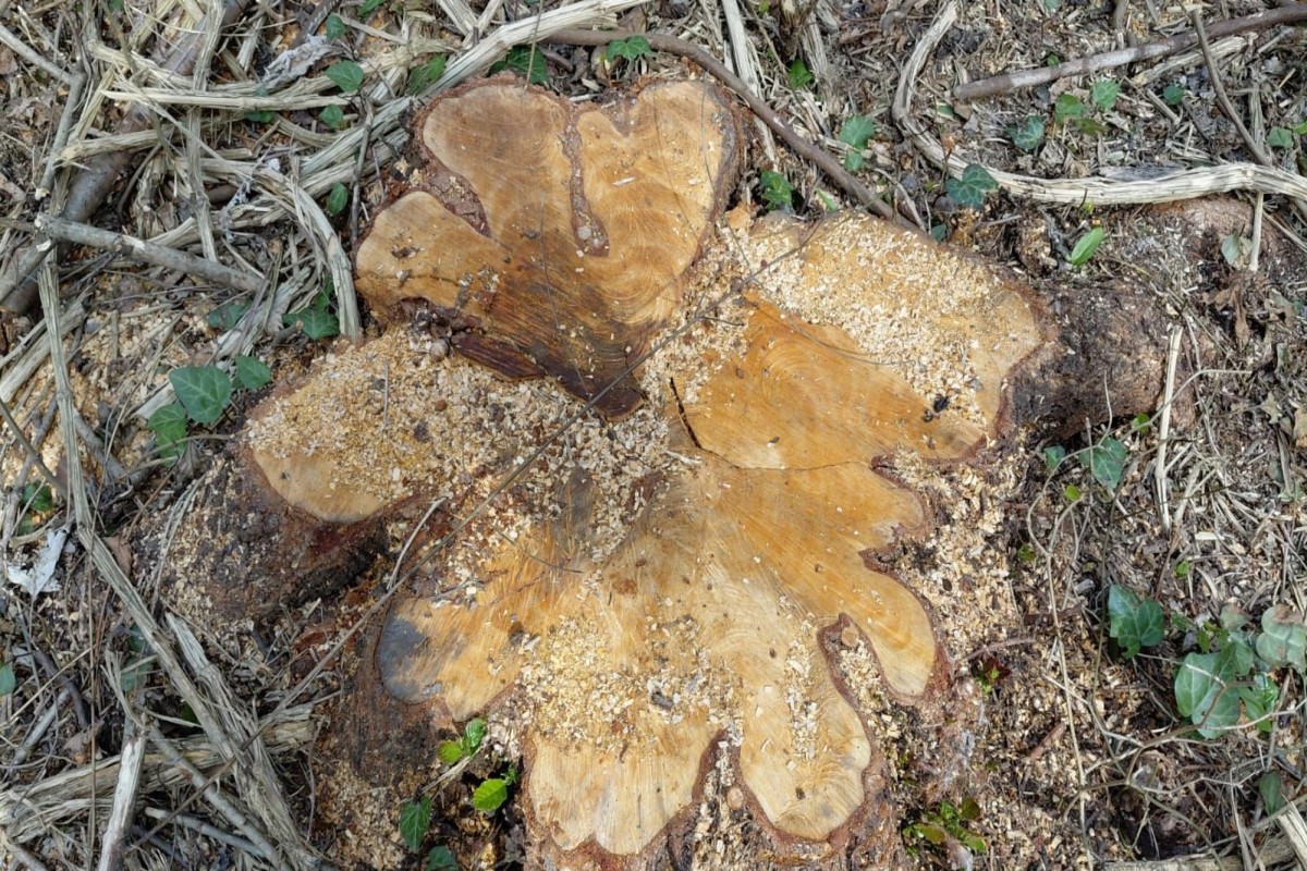 В Огузе ЗАДЕРЖАНЫ незаконно вырубавшие деревья