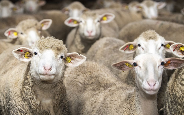 19-year-old raped sheep and goats - horror