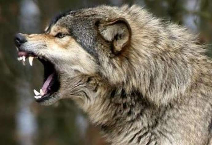 Azərbaycanda&nbsp;canavarlar kəndə hücum etdilər - VİDEO