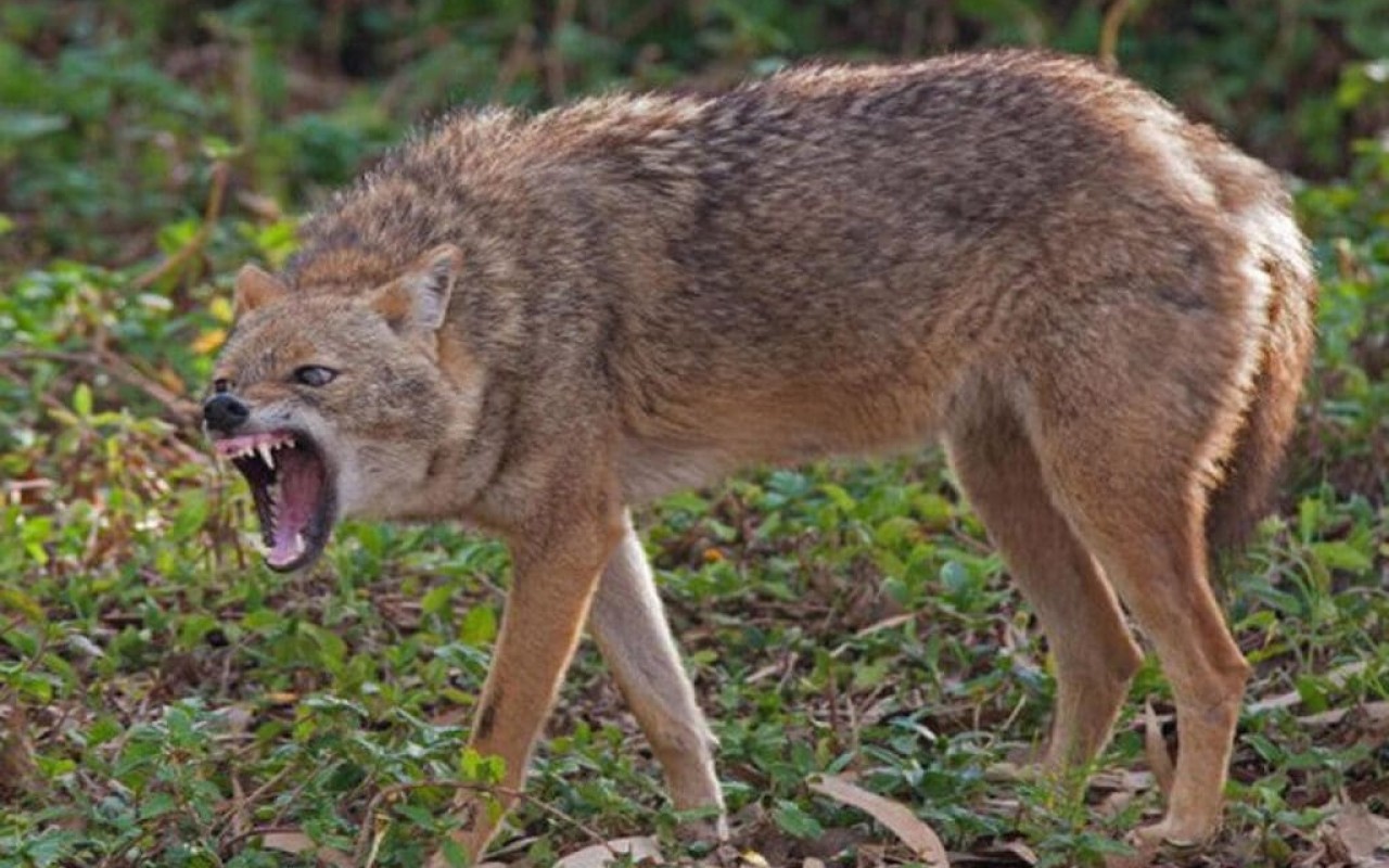 Ucarda çaqqal insanlara&nbsp;hücum etdi