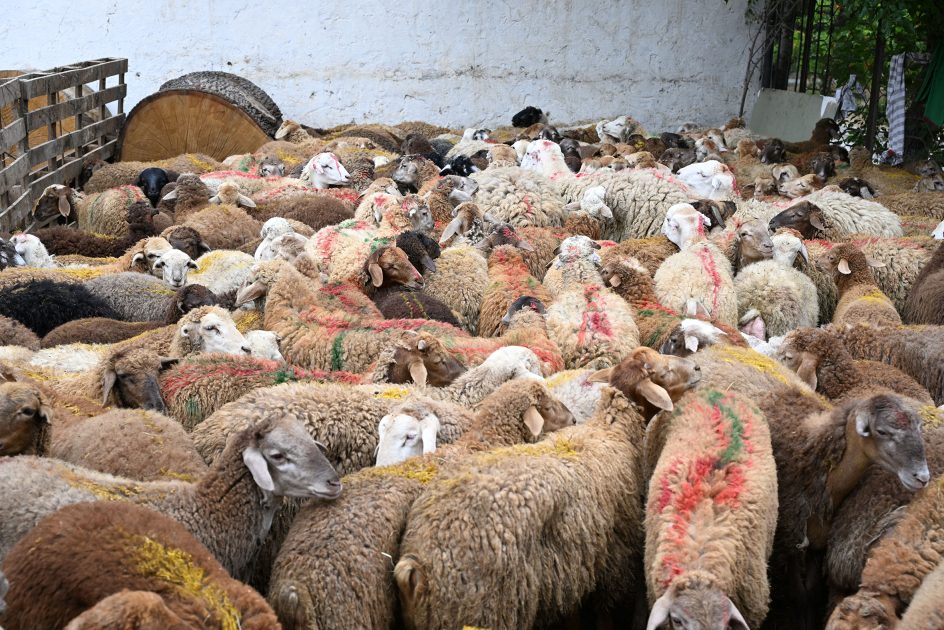Bu ünvanlarda qurbanlıq heyvanların satışı və kəsimi təşkil olunacaq - SİYAHI