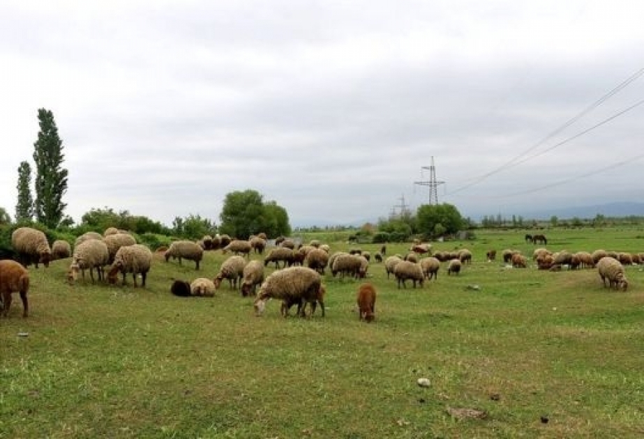 Örüş və otlaqların elektron uçotu aparılacaq