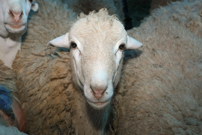 Qurban bayramında nə qədər heyvan kəsilib? - AÇIQLANDI