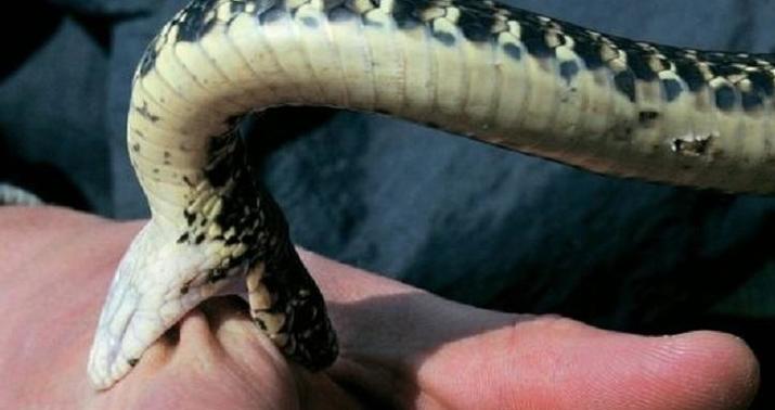 Ağdamda 68 yaşlı qadını ilan sancdı