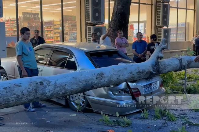 Güclü külək ağacı "Mercedes"in üzərinə aşırdı