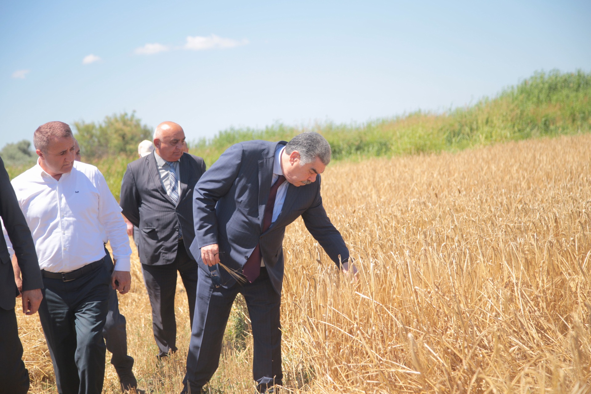 Salyanda icra başçısı taxıl biçini sahələrinə baxış keçirdi - FOTO