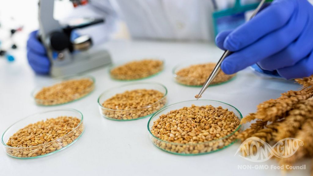 Genetik modifikasiya olunmuş toxumların satışına qadağa qoyulur