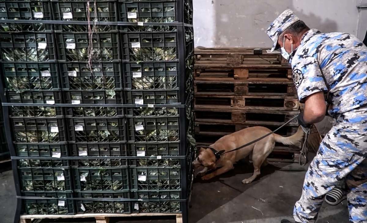Rusiyaya gedən&nbsp;yük maşınında 91 kiloqram marixuana aşkarlandı - VİDEO