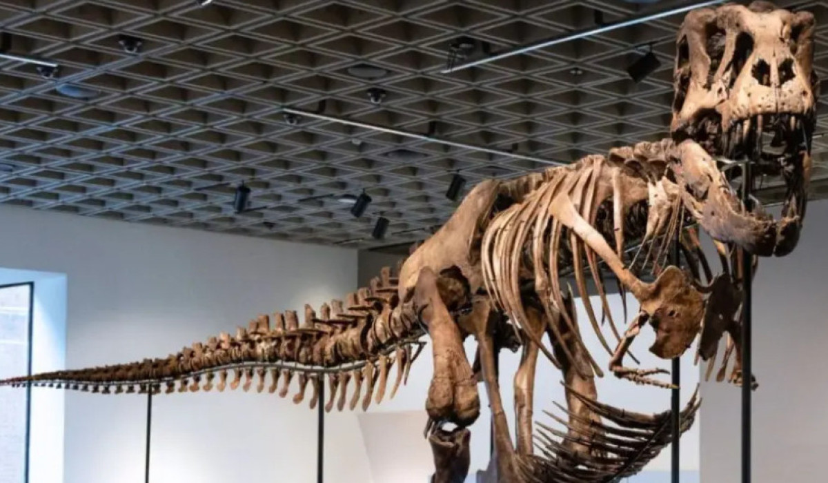 Zənginlərin yeni əyləncəsi - Dinozavr skeletleri