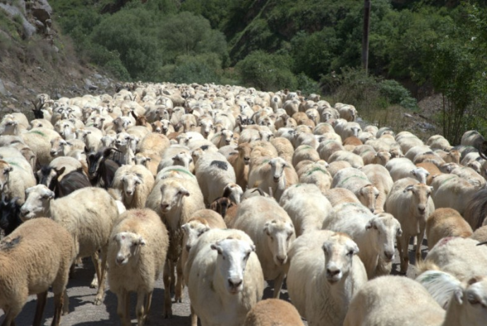 Azərbaycanda&nbsp;qoyunların sayı AZALIR