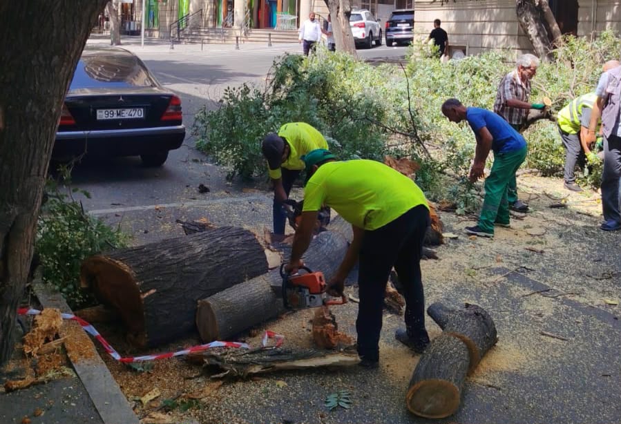 Bakıda güclü külək 7 ağacı aşırdı&nbsp;- FOTOLAR