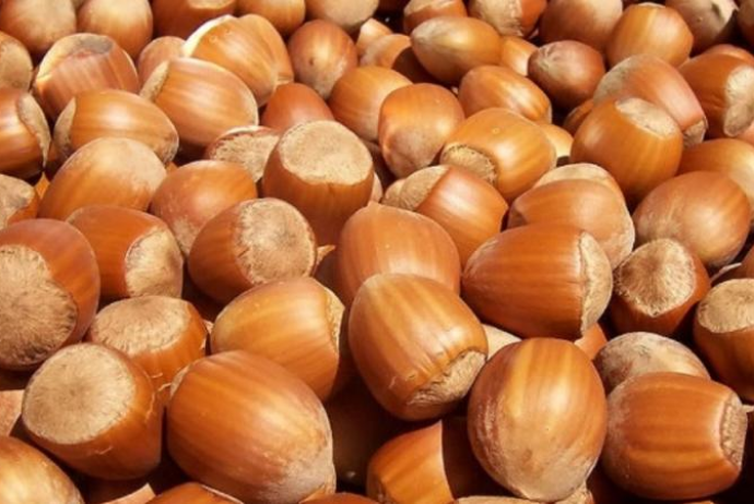 Fındığın kiloqramı 7 manat bahalaşdı&nbsp;