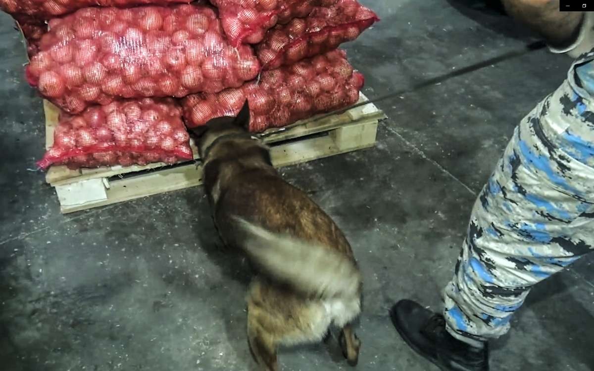 Soğan yükündən 25 kiloqram marixuana aşkarlandı - GÖRÜNTÜ