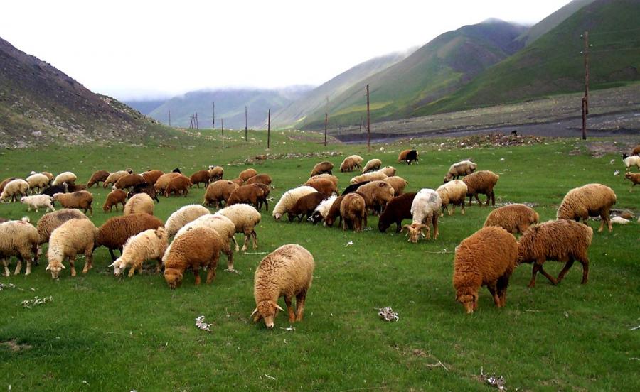 Hər qoyun və keçi saxlayana 4 manat&nbsp;subsidiya veriləcək