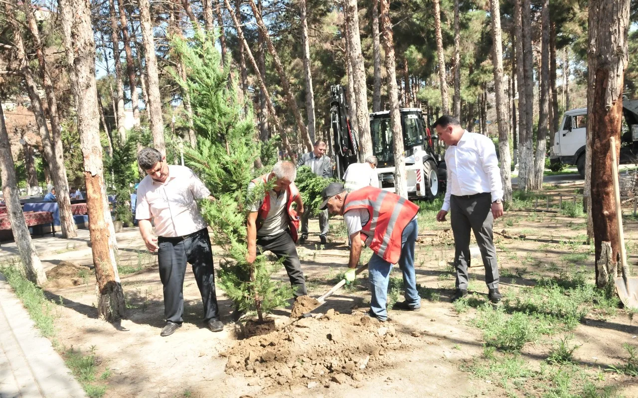 Abşeronda qurumuş ağacların yerlərinə yeni tinglərin əkilir -&nbsp;FOTOLAR