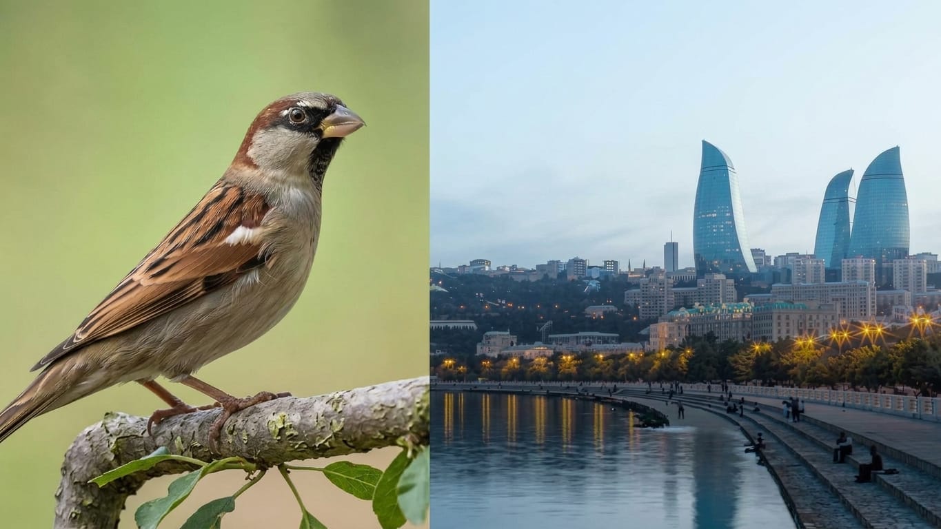 Bakıda sərçələr niyə əvvəlki kimi görünmür?