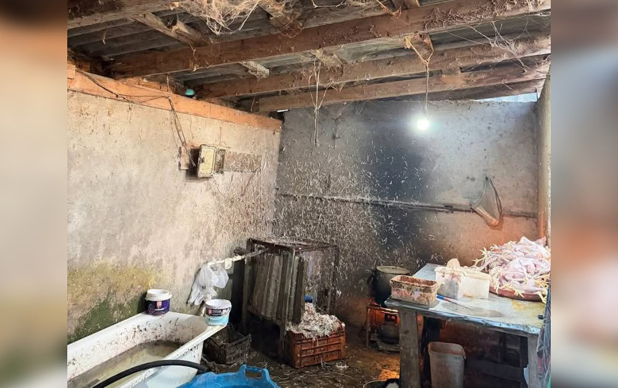 Toyuqları bu şəraitdə kəsirlər - FOTO